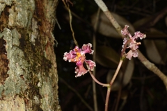 Trichocentrum oerstedii