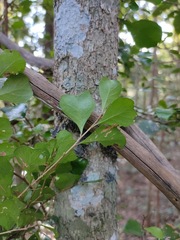 Planchonella cotinifolia
