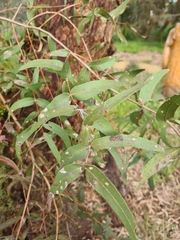 Eucalyptus radiata