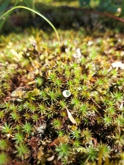 Cladonia chlorophaea