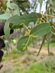 Eucalyptus radiata