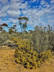 Acacia acanthoclada