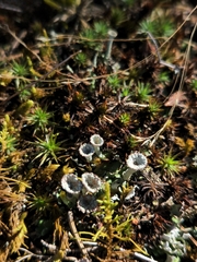 Cladonia chlorophaea