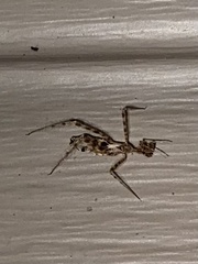 Rocconota annulicornis