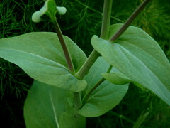 Brassica rapa