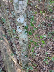 Planchonella cotinifolia
