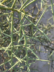 Koeberlinia spinosa