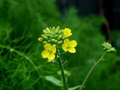 Brassica rapa