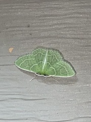 Synchlora aerata