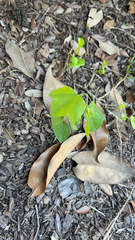 Passiflora lutea