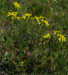 Senecio pinnatifolius latilobus