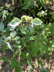 Pycnanthemum