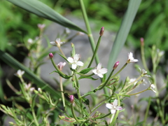 Epilobium