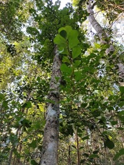 Planchonella cotinifolia