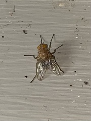 Ormia