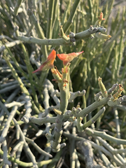 Euphorbia lomelii