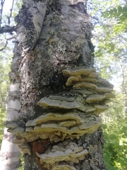 Phellinus igniarius