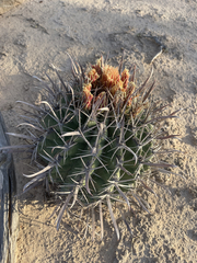 Ferocactus townsendianus