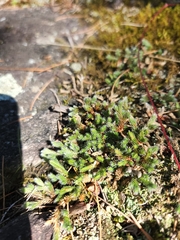 Selaginella rupestris