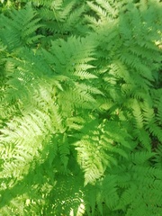 Athyrium filix-femina