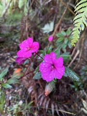 Impatiens walleriana