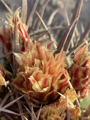 Ferocactus townsendianus