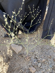 Eriogonum baileyi