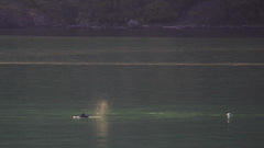 Phocoena phocoena phocoena