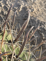 Ferocactus townsendianus