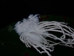 Flatidae