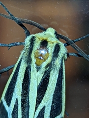 Apantesis nais