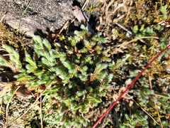 Selaginella rupestris