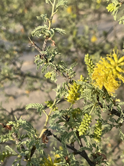Prosopis palmeri