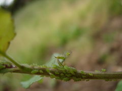Macrosiphum