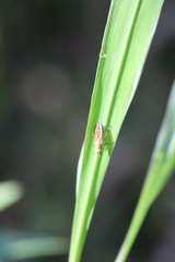 Tetanocera