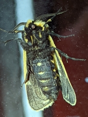 Apantesis nais
