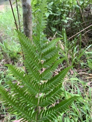 Calochlaena dubia