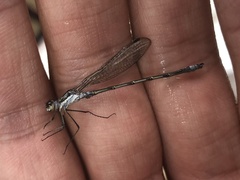 Lestes disjunctus