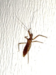 Rocconota annulicornis