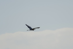 Ardea cinerea