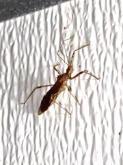 Rocconota annulicornis