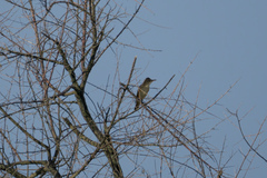 Acrocephalus arundinaceus