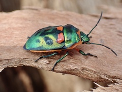 Scutiphora pedicellata
