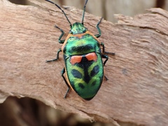 Scutiphora pedicellata