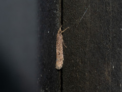 Atomotricha