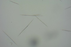 Bacteria