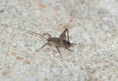 Macropathinae