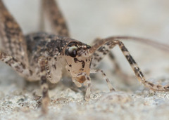 Macropathinae