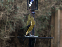 Anthornis melanura