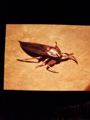 Lethocerus americanus